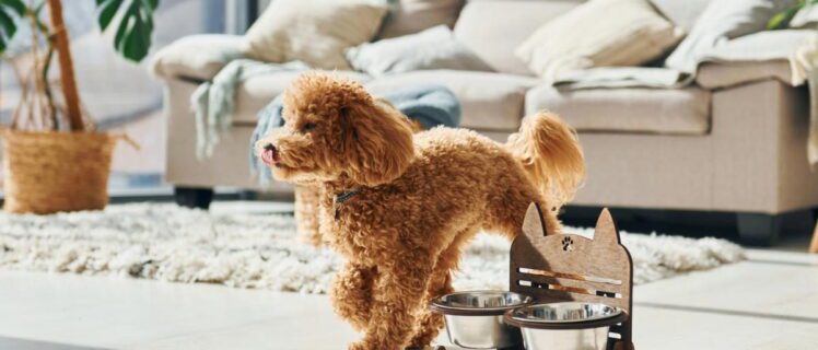 Породи маленьких собак, які підходять для життя в квартирі