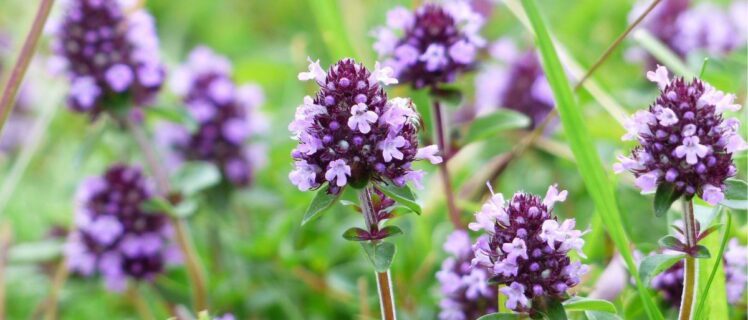 Яка існує користь і шкода від чебрецю?