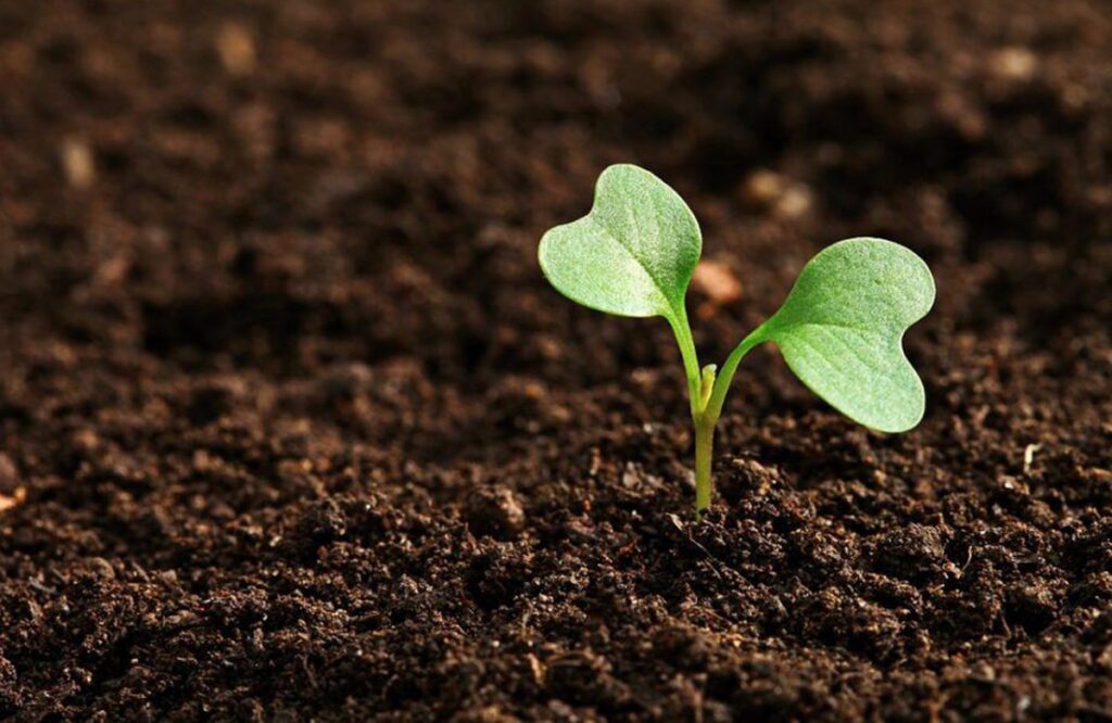 Факт 1: Українські чорноземи