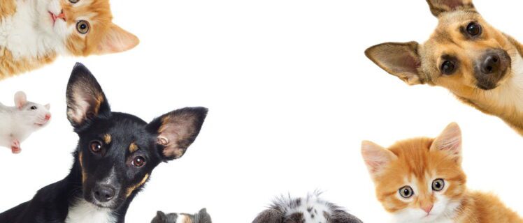 Як різні види тварин спілкуються між собою