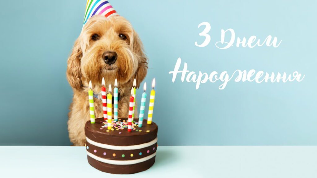 Привітання для чоловіка з днем народження із зображенням собаки і торта