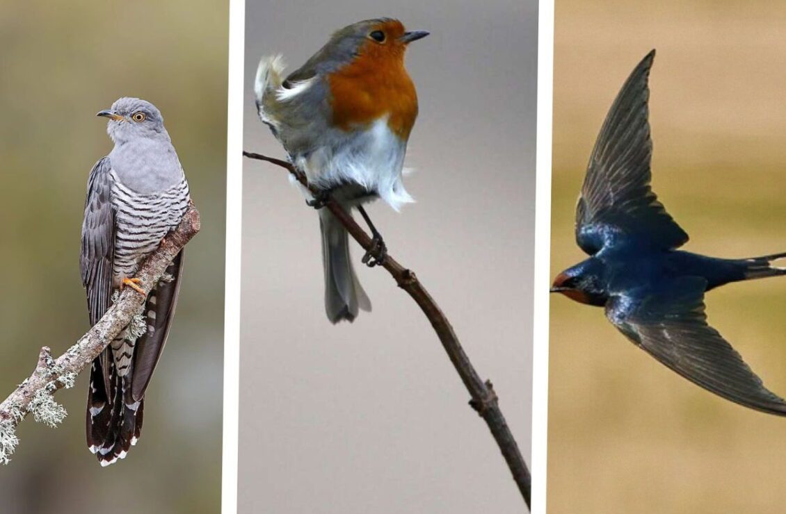 alt="Перелітні птахи України – які види відлітають на зиму та цікаві факти про них