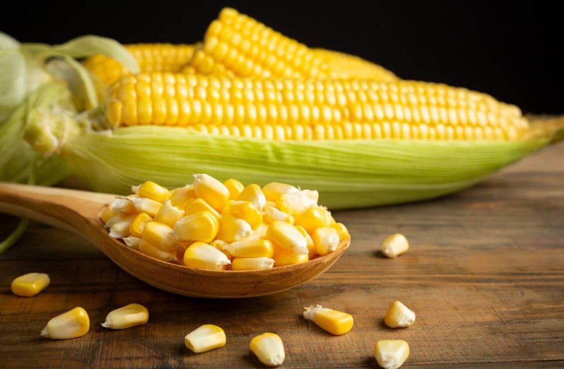 Скільки варити кукурудзу – поради для молодої, солодкої, цукрової та Бондюель