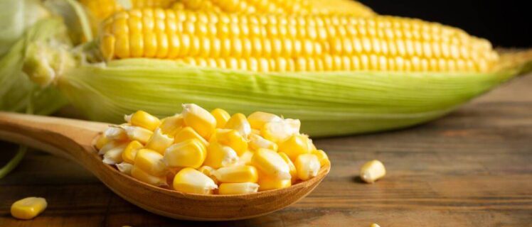 Скільки варити кукурудзу – поради для молодої, солодкої, цукрової та Бондюель