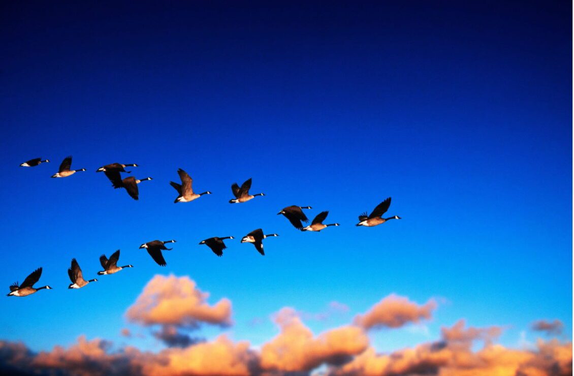 Як тварини орієнтуються в просторі — природні навігатори без технологій