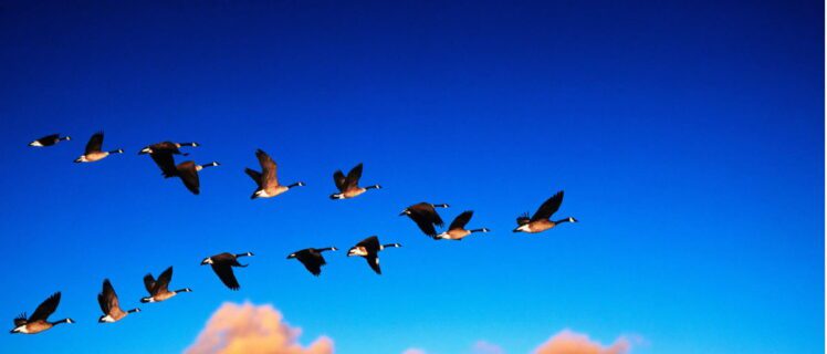 Як тварини орієнтуються в просторі — природні навігатори без технологій