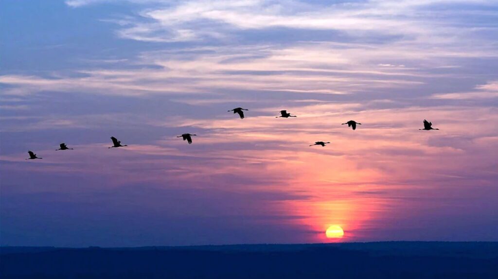 Перелітні птахи відлітають у вирій