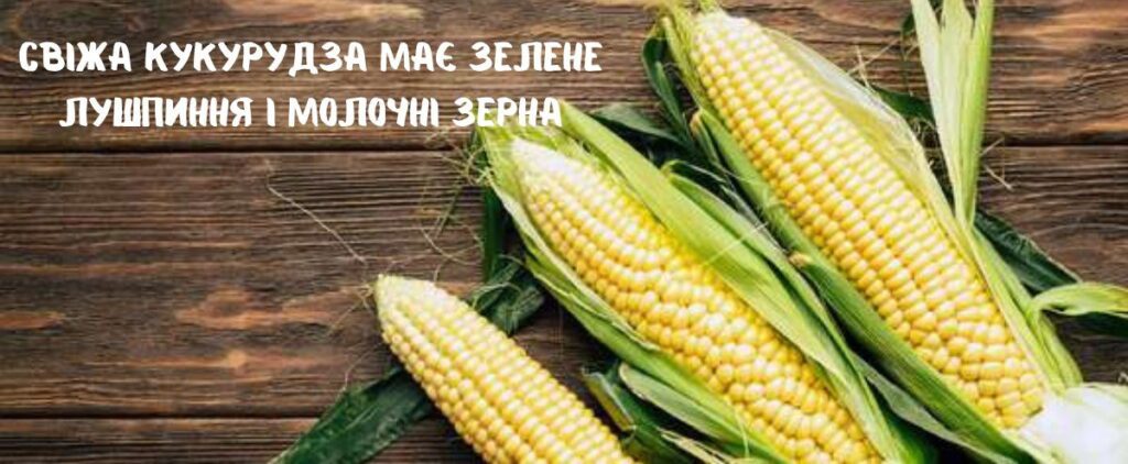 Свіжа кукурудза має зелене лушпиння і молочні зерна