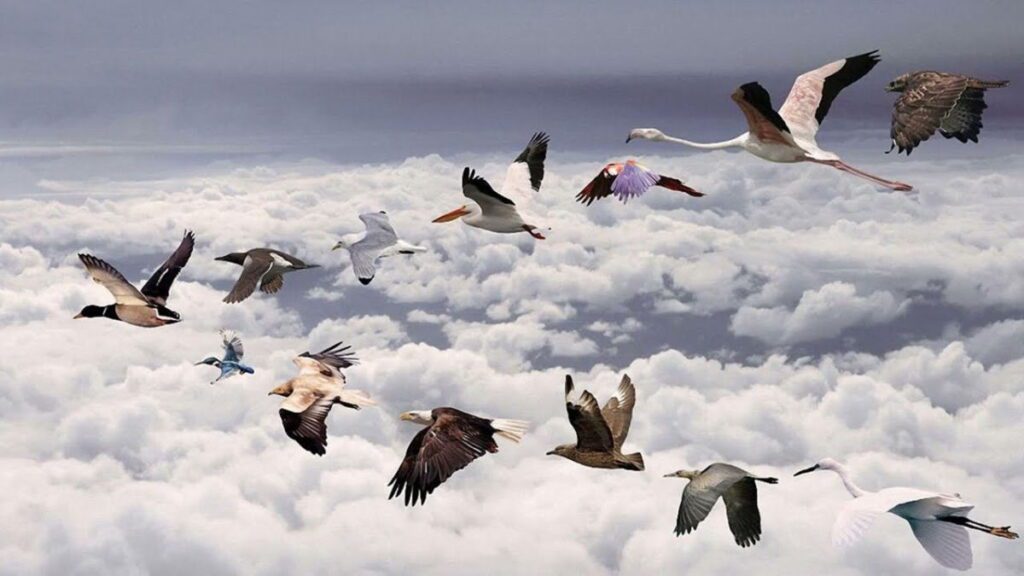 Різні перелітні птахи летять ключем у вирій