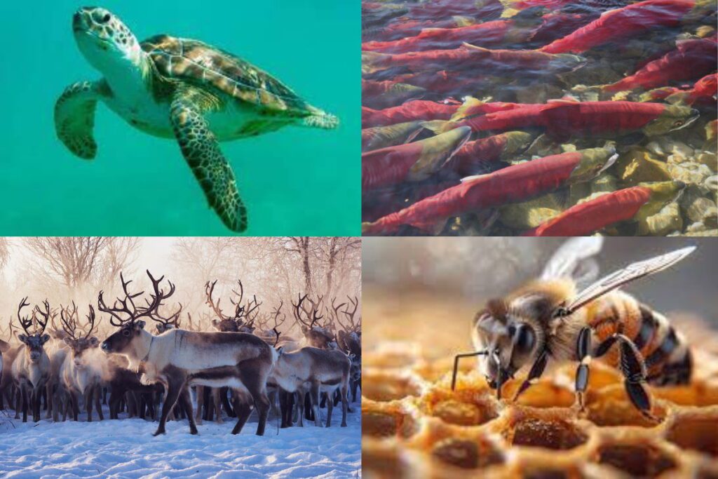 Черепахи, риби, олені та бджоли
