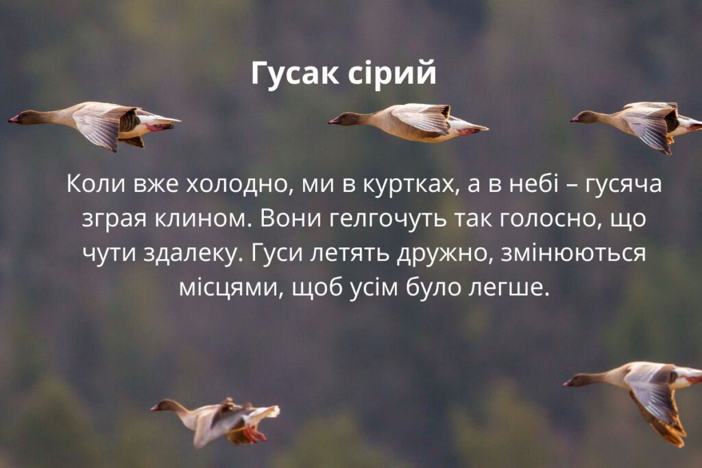 Інформація про перелітного птаха "гусак сірий"