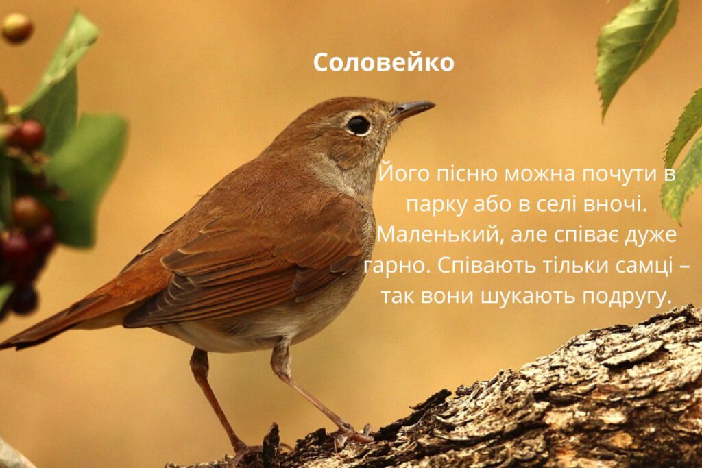 Ще один перелітний птах - соловейко