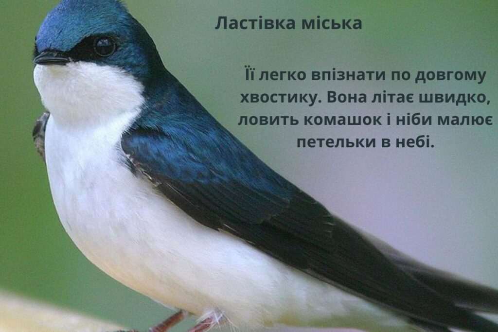 Як виглядає ластівка міська - перелітний птах чорно-білого кольору