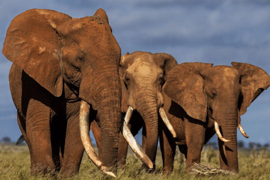 Слони дуже добре запам'ятовують дорогу до води
