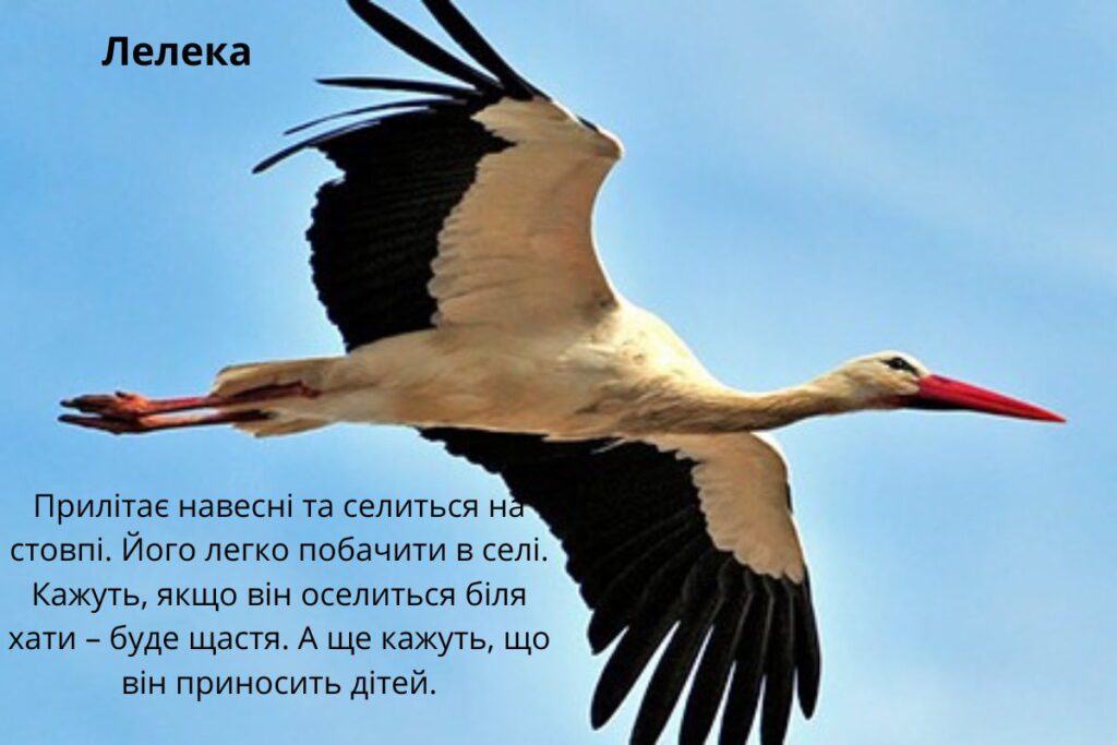 Коли відлітає в теплі краї і прилітає лелека