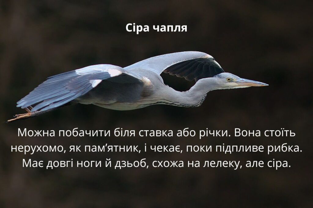 Сіра чапля - рідкісний перелітний птах, яка літає біля ставків або річок