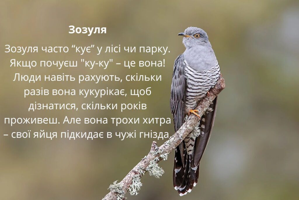Популярний перелітний птах в Україні - зозуля