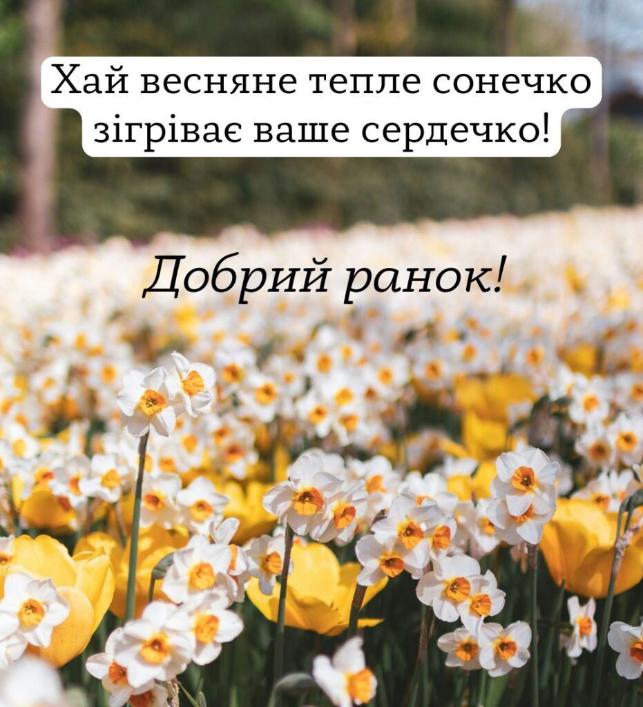 Весняна картинка для доброго ранку з жовтими нарцисами та теплими побажаннями