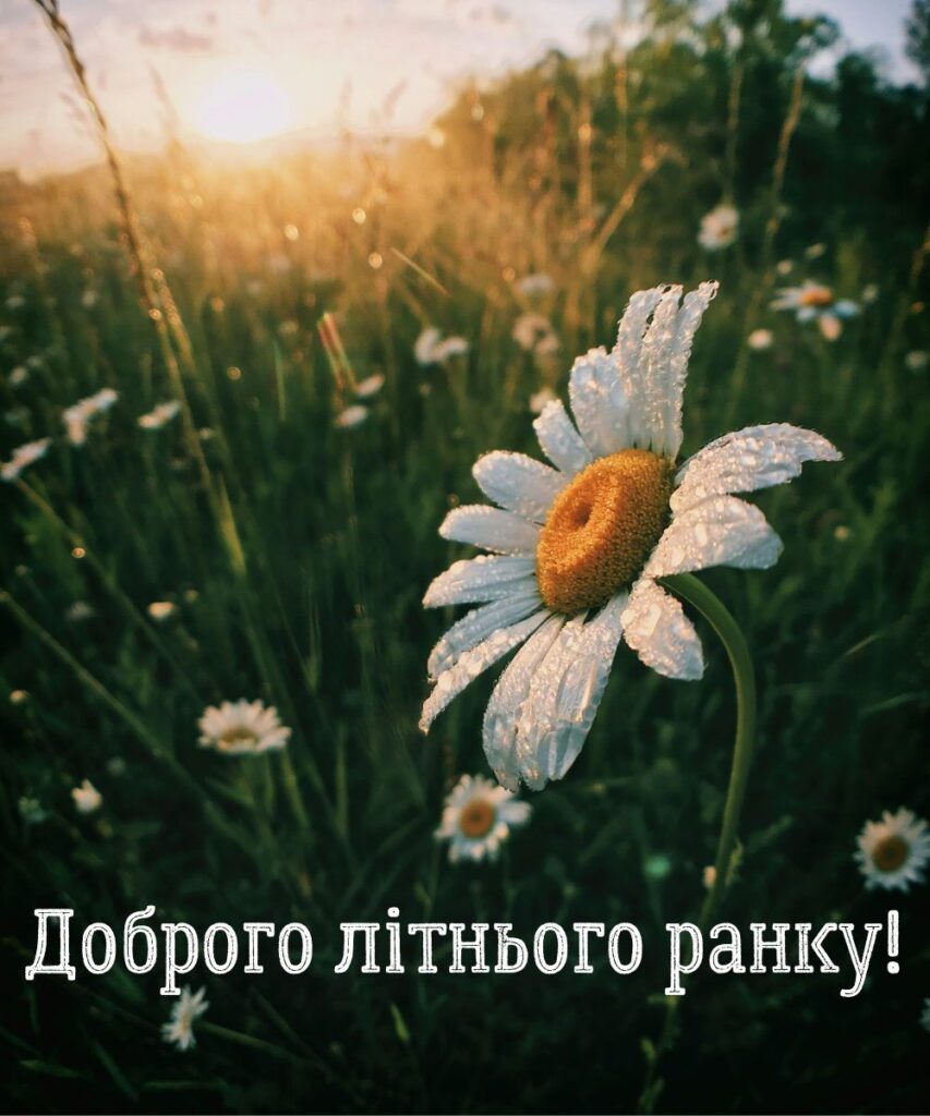 Привітання з добрим ранком влітку – свіжа ромашка з краплями роси
