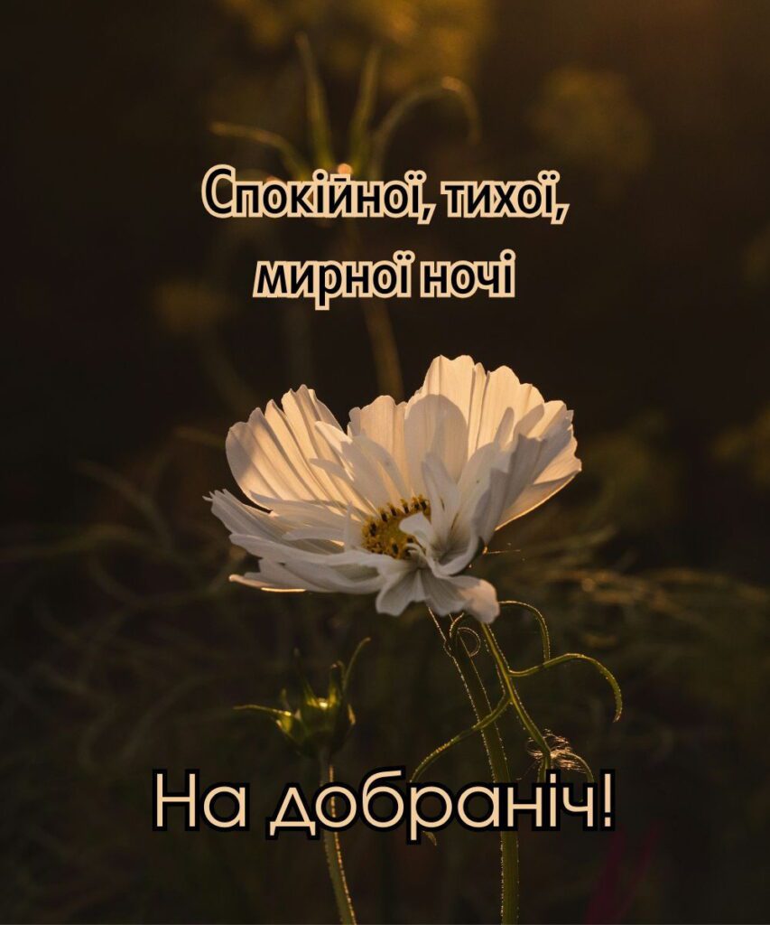 Тепла листівка з квіткою для побажання тиші та миру