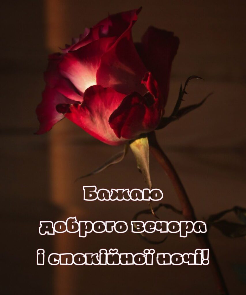 Романтична троянда в теплому світлі з текстом про спокійну ніч