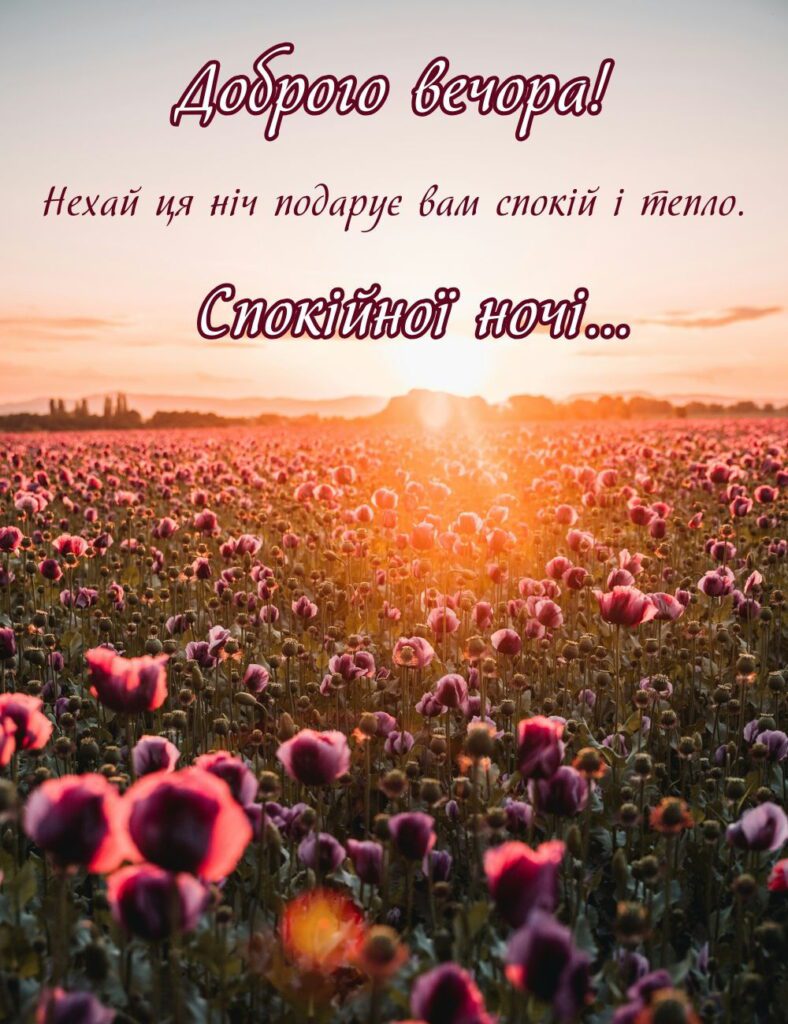 Поле маків на заході сонця з побажанням доброго вечора