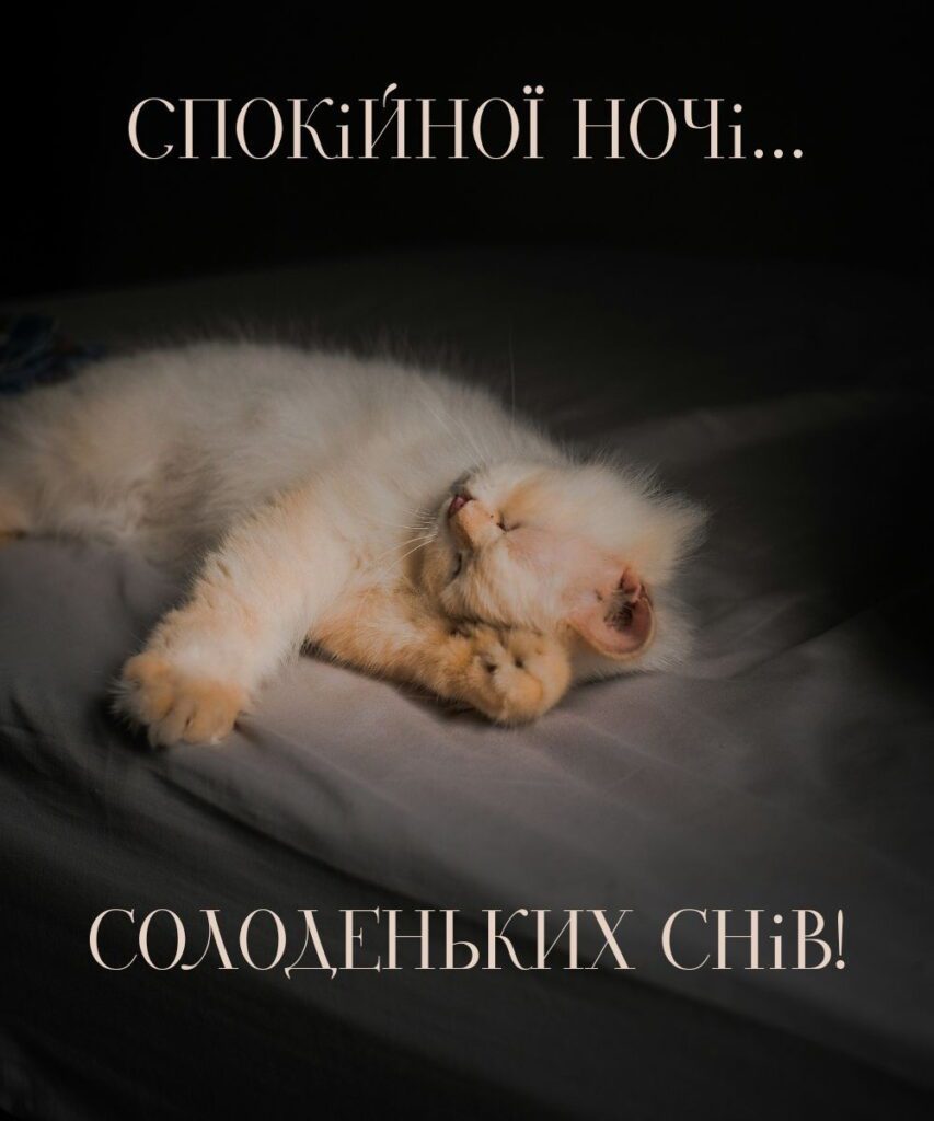 Маленьке кошеня мирно спить з теплим побажанням доброї ночі