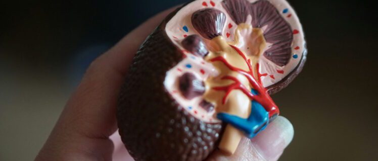 Макети нирки в руці