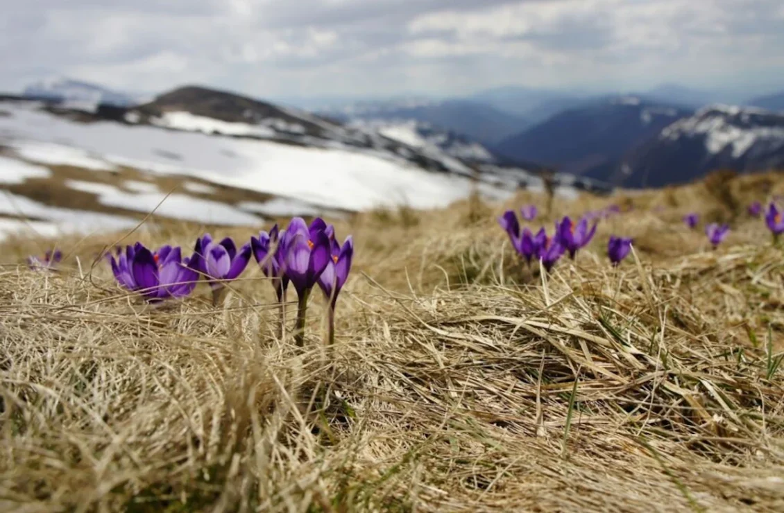 Крокуси в горах