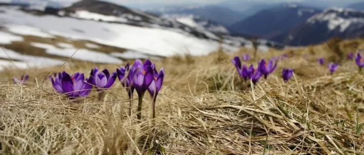 Крокуси в горах